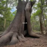 这根粗粗的树干像是一只被钉死在地上的大象腿一样的庞大而坚固吗？