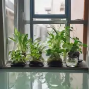 室内植物怎么浇水？