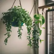 如何正确地悬挂一个植物？