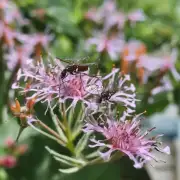 如果你想要一个既美丽又实用的盆栽哪些是不错的选择以防蚊叮咬？