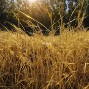 如何种植黄金万年草？