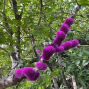 绒花树是什么植物？