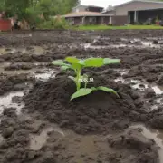 如何在泥土地上种植植物？