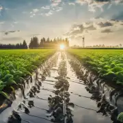 灌溉频率与水温和日照之间的关系是什么？