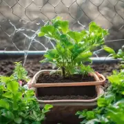 如何确保在种植过程中使用合适的肥料和水分来保持健康的玻璃翠花植株？