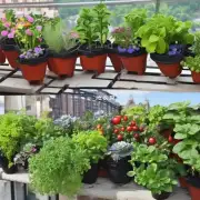 哪些品种适合在阳台上生长和成熟？