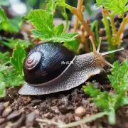 除了杀虫之外我还能做些什么帮助保护我家中的植物免受蜗牛侵害？