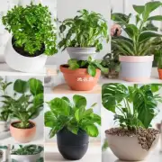 如何确保室内植物健康生长？