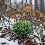 如何让植物通过冬眠来度过寒冬呢？