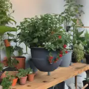 如果我有一个阴凉的地方可以放置盆栽那么有哪些适合放在阴凉处生长的植物类型可供选择呢？