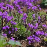如果你想提高野紫花地丁的质量产量等指标有哪些方法可以考虑尝试呢？