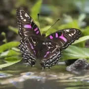 蝴蝶兰在生长过程中需要注意哪些水分管理原则？