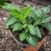 什么是植物生长激素？它们如何影响植物发育与健康状况？