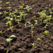 有哪些常见错误导致了土壤质量不佳并影响到植株健康状况的原因是什么？