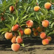 在种植过程中可以给金丝桃使用有机肥料吗？如果可以用的话应该如何选择和使用呢？