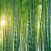 如何在短时间内使富贵竹快速生长并形成树形或灌木状植物体结构？