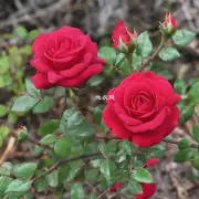 红色卡拉罗玫瑰代表什么的？