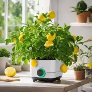 什么样的光线适合种植盆栽柠檬？