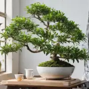第一道题 如何在室内种植茶花树？