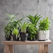 你知道一些适合放在办公室卧室或其他家庭空间里的春意盎然的小型植物吗？这些植物通常如何生长以及是否容易维护？