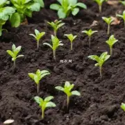 种植时应使用什么样的土壤？