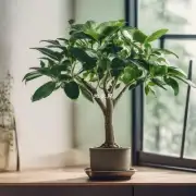 你认为金钱树和其他常见的室内植物之间的区别在哪里？它们之间有哪些相似之处以及不同点？