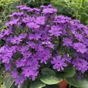 这些紫色花朵是否容易栽培并保持健康状态？