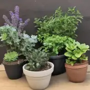 这里有哪些植物可以种植在盆里？
