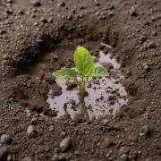 如果你发现你的土壤太湿怎么办？