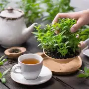 茶花在室内种植时需要注意什么？