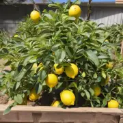 种植柠檬时要使用酸性土壤吗？