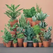 哪些植物可以吸收空气中的甲醛？