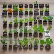 你觉得对于初学者来说最理想的选择是哪种盆栽植物及其相应的最佳土壤组合？