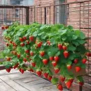 如果要在阳台上种植草莓或其他浆果类果实应该考虑什么样的因素来决定它们在哪些月份中收获最多？