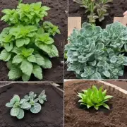 如何选择合适的土壤来栽植这些植物？