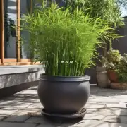 盆栽竹子应该放在阳光充足的地方吗？