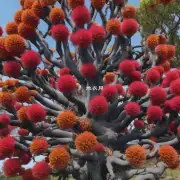 绒花树与哪些其他植物有相似之处或者联系？