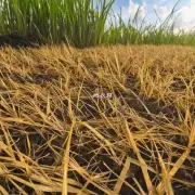 如何在不同季节对黄金万年草施肥并保持土壤湿润度适宜？
