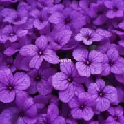 什么是紫藤？