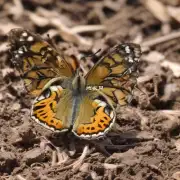 你知道蝴蝶兰对土壤酸碱度有何需求么？