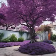 如果您想移植紫薇树那么最理想的时候是在哪个季节开始工作吗？