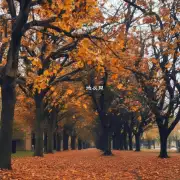 平安树叶子为什么会下垂？