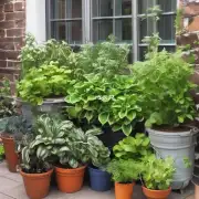 哪些类型的植物比较适合种植于室外或阳台上以适应炎热气候下的生长需求？
