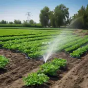 植株成长期如何进行浇水管理?