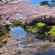 在日本有一种叫做山野の桜的食物它是由野生樱花制成的一种甜食请问这种食物是由什么材料制作而成的？