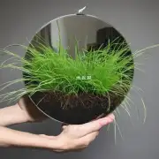 镜系草的叶子可以在室内种植吗?