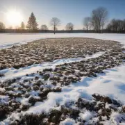 如何为种植的冬季草坪选择合适的土壤和水分管理计划?