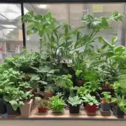 什么是常见的室内观赏植物?
