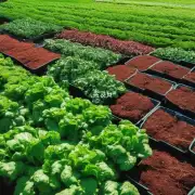 为什么它对肥料的需求如此重要这可能会影响绿萝健康成长吗?