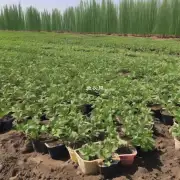 在新疆乌鲁木齐地区4月份牡丹幼苗一般什么时候移栽比较合适?